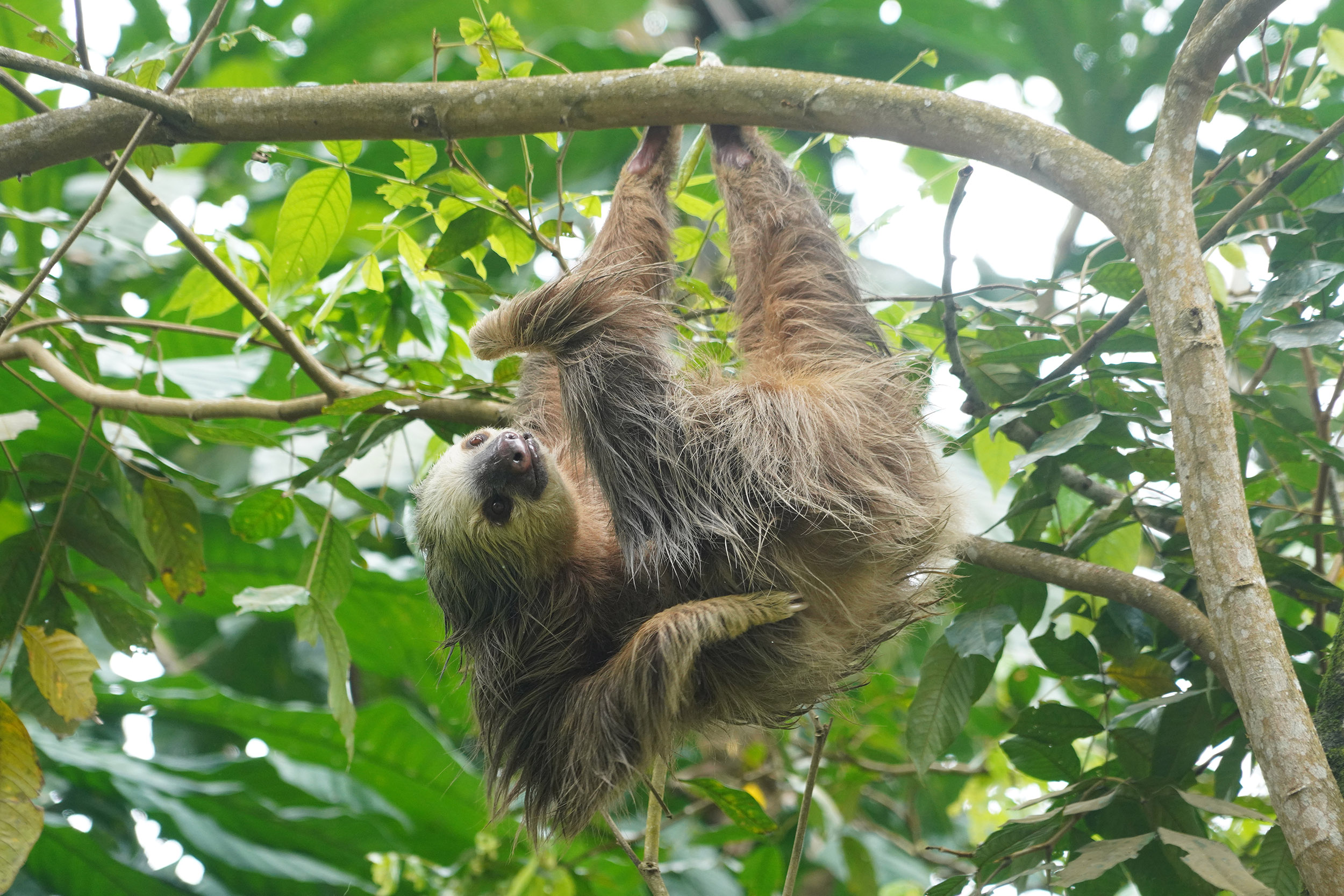 Costa Rica - Février 2025